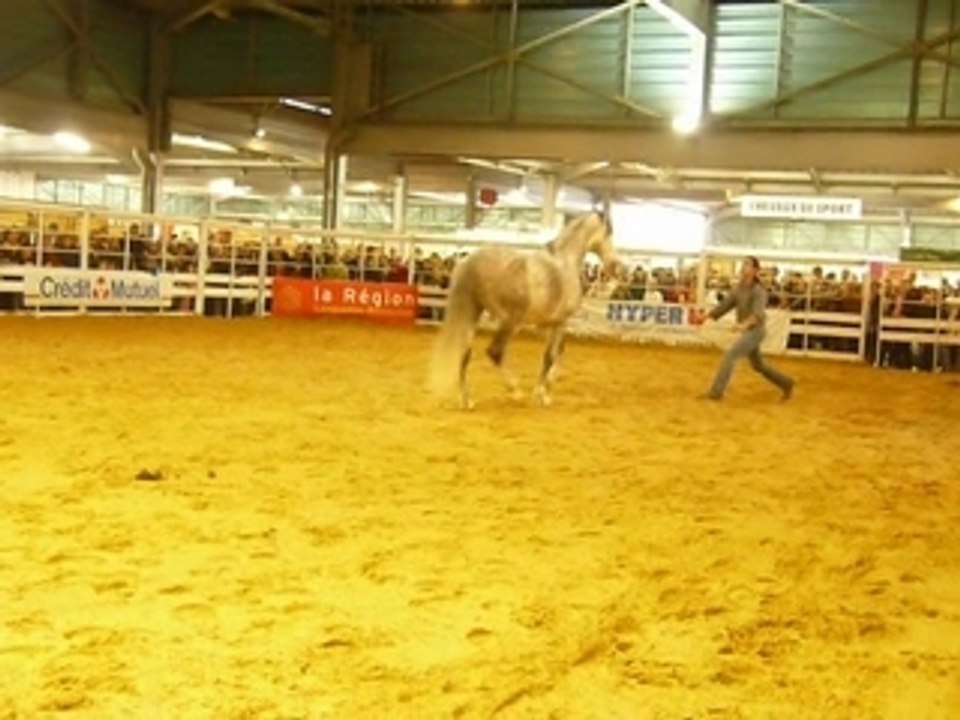 Salon du cheval Montpellier- Davy Lacroix