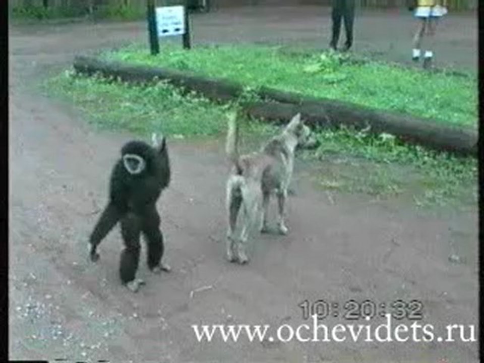 Monkey