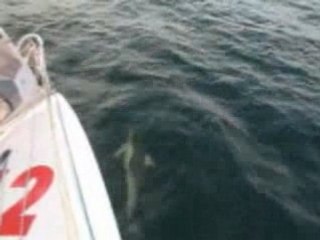 Dauphins