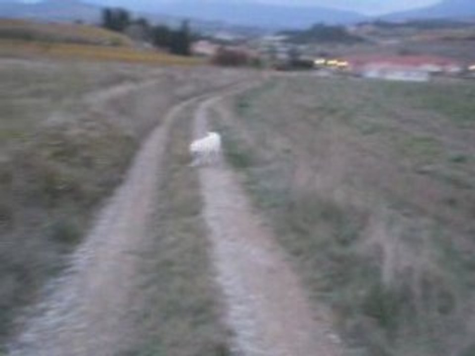Animaux