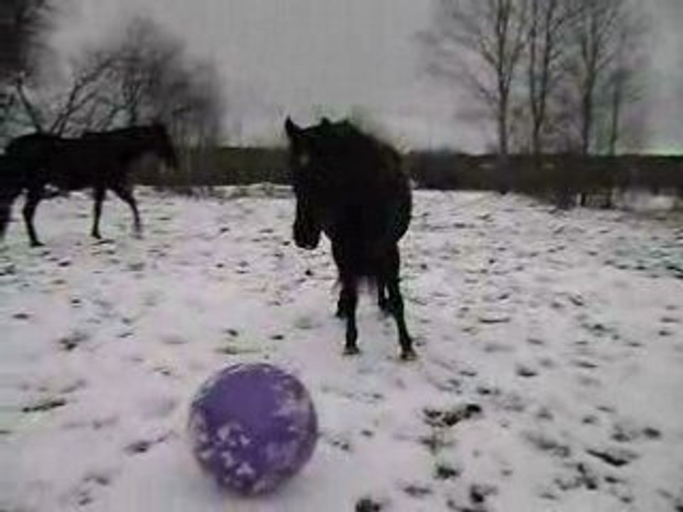 déssensibilisation au balon 2