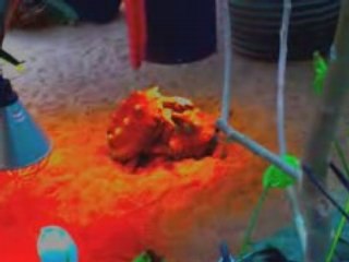 Zacharius Carls Group - HIRVAS