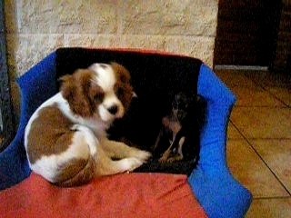 Une Nouvelle Maman pour Mes Bébés Pragois 🐣