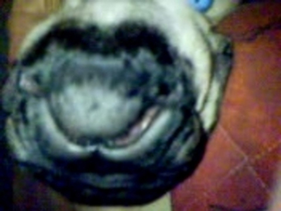 Baya le carlin