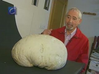 Encuentran, en Palencia, una seta de casi ocho kilos