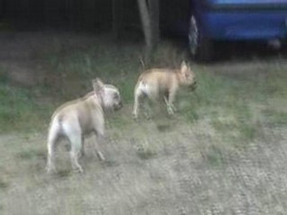 Les 2 fous au jardin