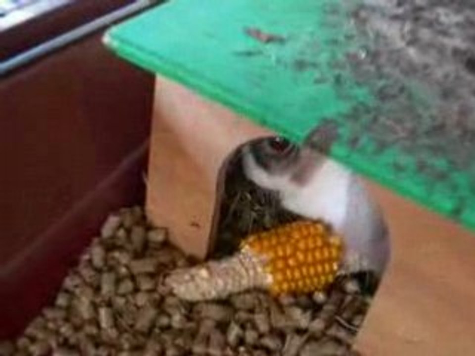 Have you ever heard the rabbit cry? (lapin crie et attaque)