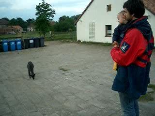 Schafe auf dem Parkplatz