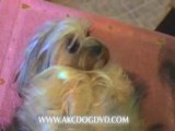 amazing akc yorkshire terrier dog dvd