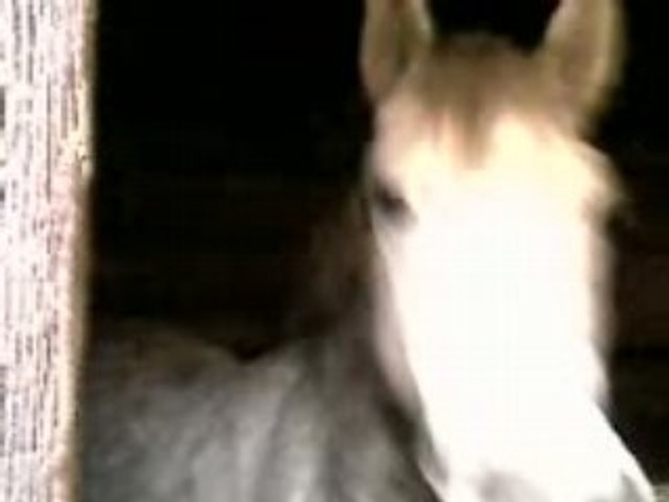 SUPER CHEVAL