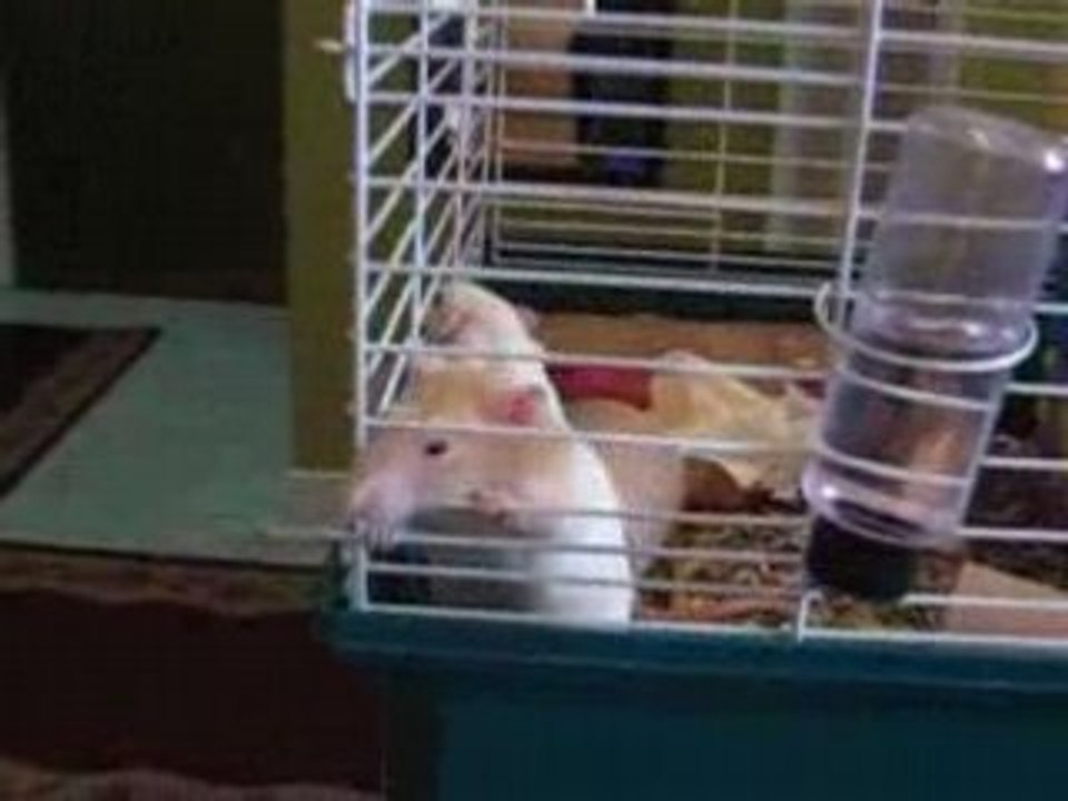 4 rats dans une cage trop petite