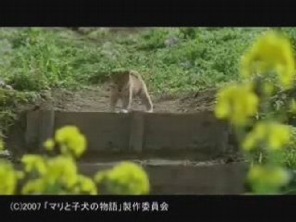 菅原進--琥珀色の日々