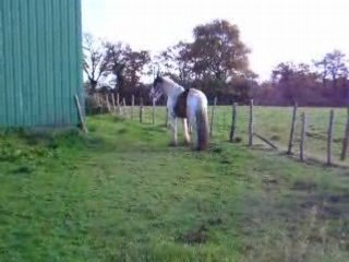 Irish cob