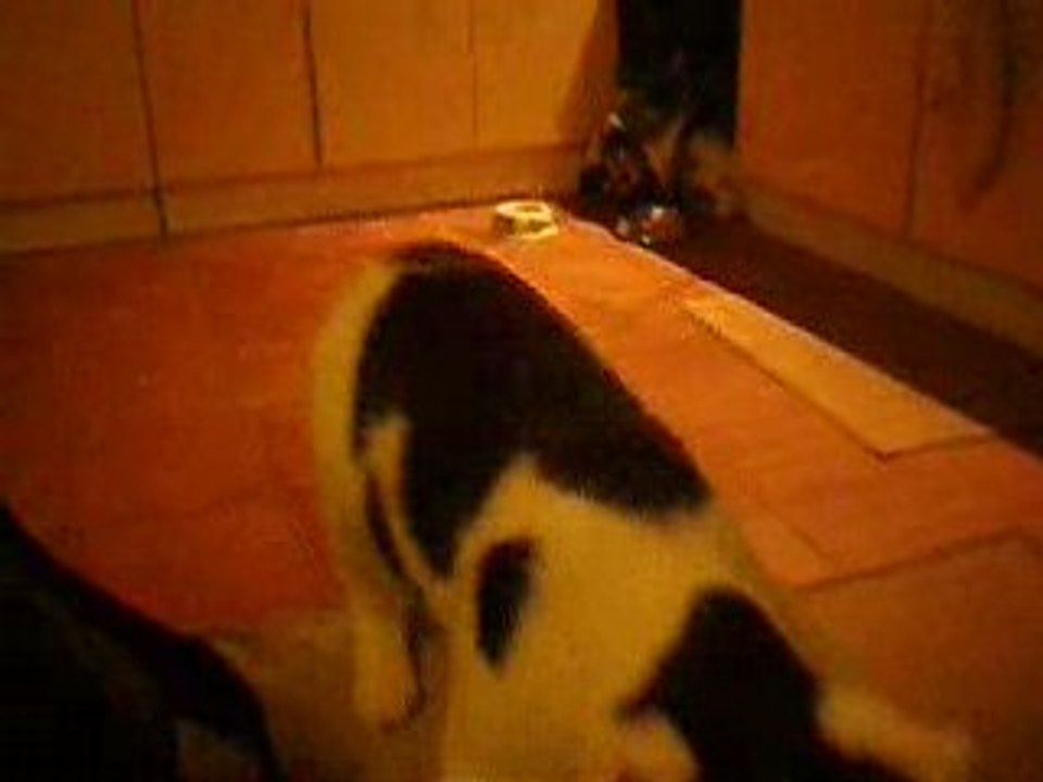 Bouli le chat-chien