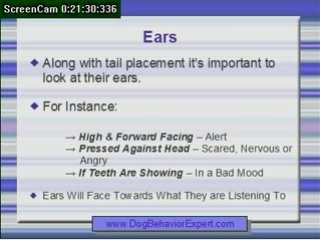 Is Your Dog Simply Saying Hello or Is It a Cry For Help?