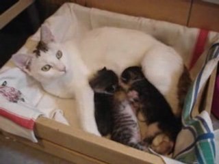 rissa tra... gattini!!!