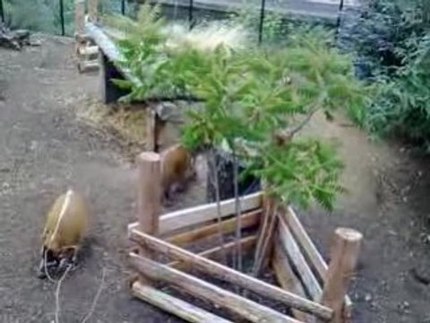 London Zoo Africal Porks