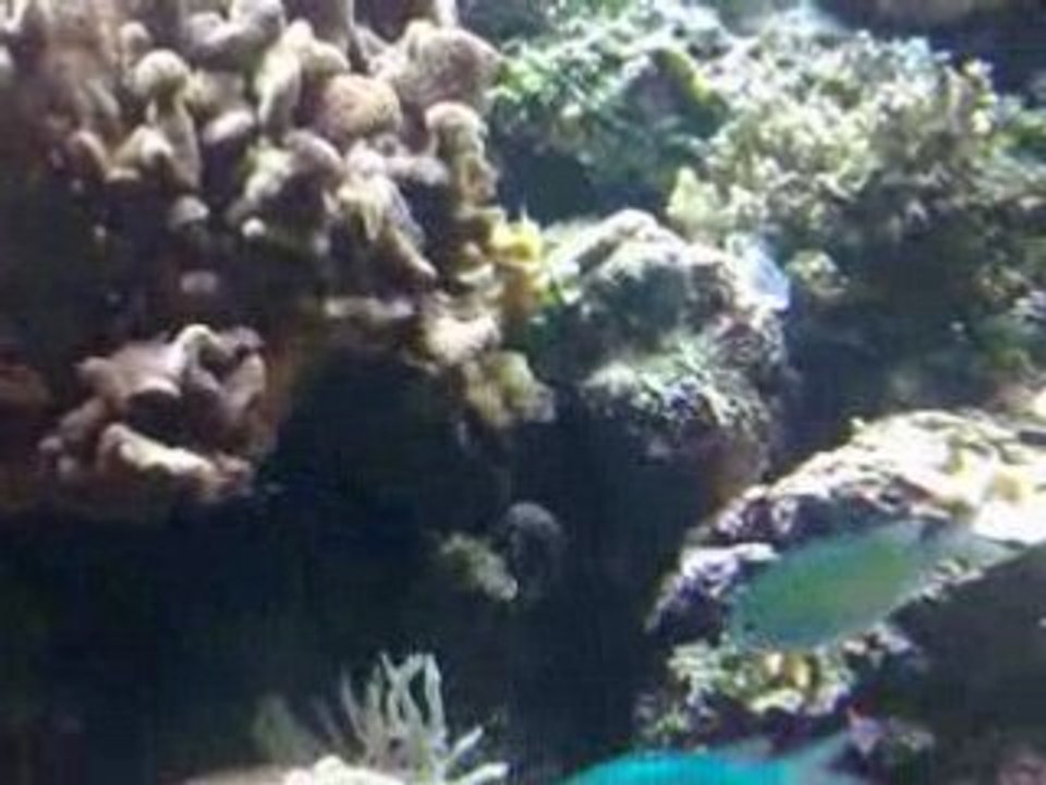 London Zoo Fish01