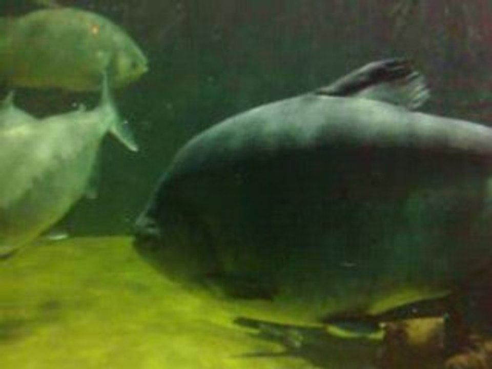 London Zoo Fish03