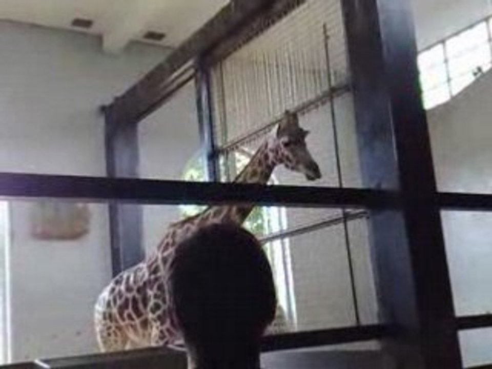 London Zoo Girraf