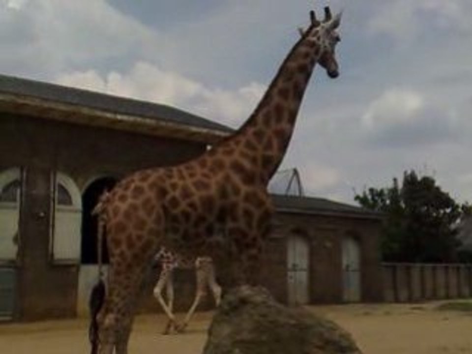 London Zoo Girraf01