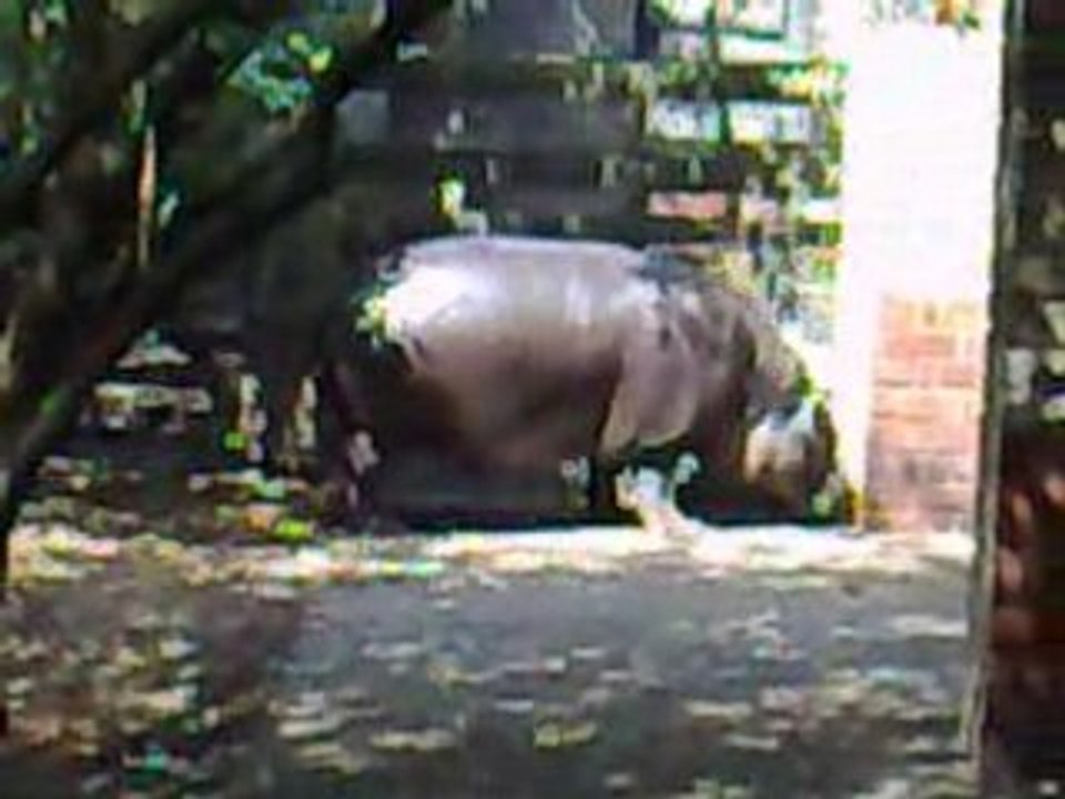 London Zoo Hippo