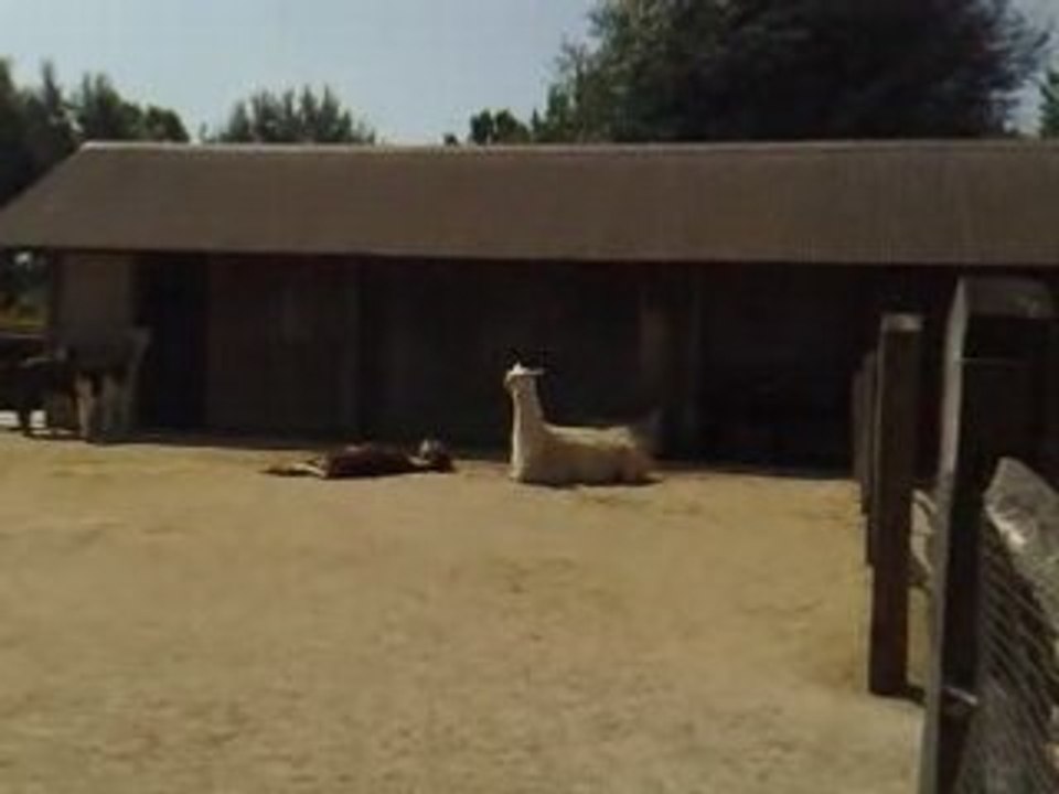 London Zoo Lama