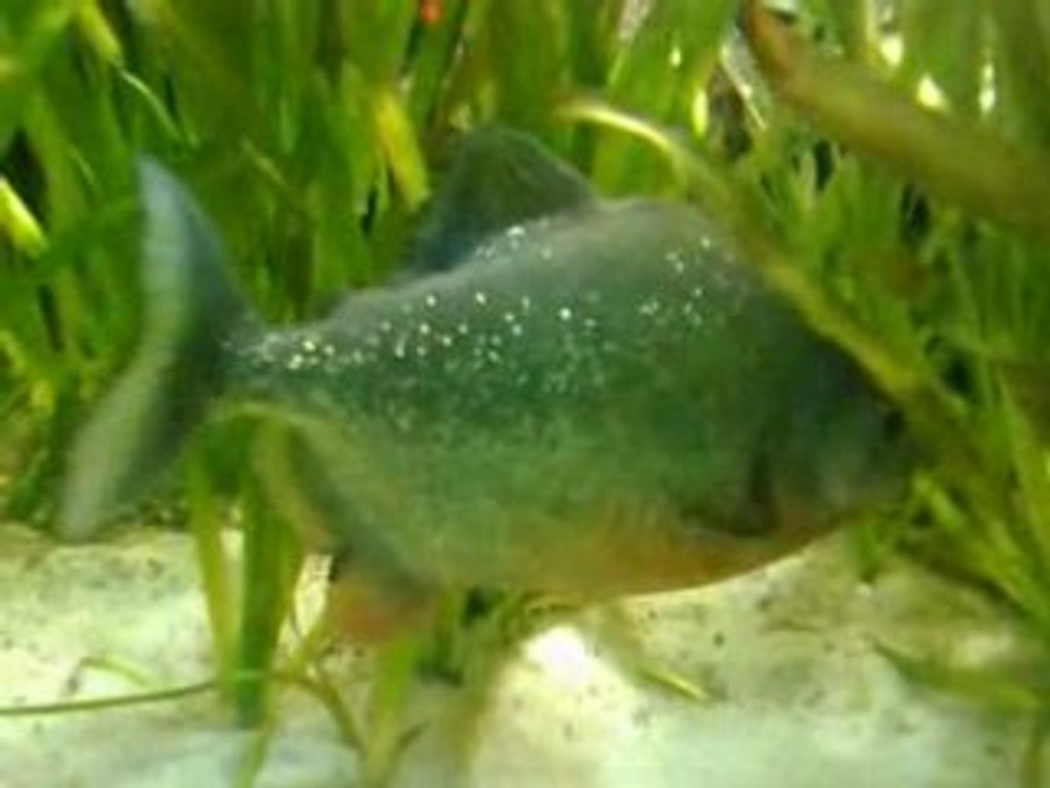 London Zoo Fish