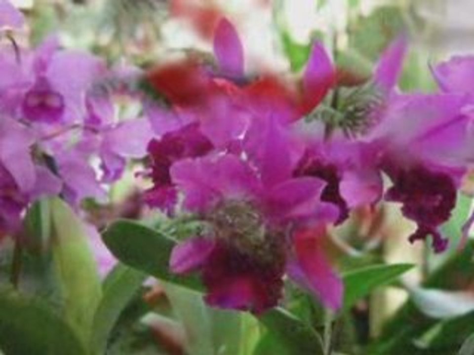 Chris Spheeris - Magaya