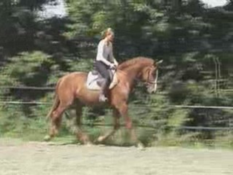 Dandy de la Roche CMF