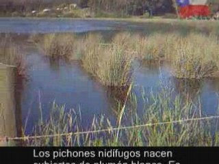 LAGUNA EL PERAL :CISNE DE CUELLO NEGRO