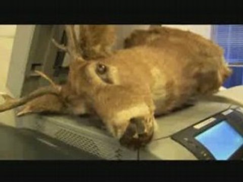 Wolfman in the Office – Faxing