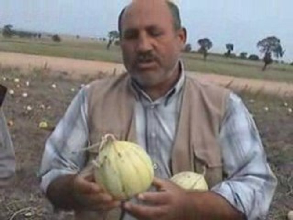 Kavun Üretimi Mustafa Süzen