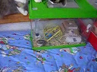Diaman+Bell: Mon chat et mon hamster 🐾
