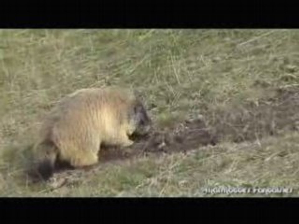 Les marmottes adorent gratter la terre
