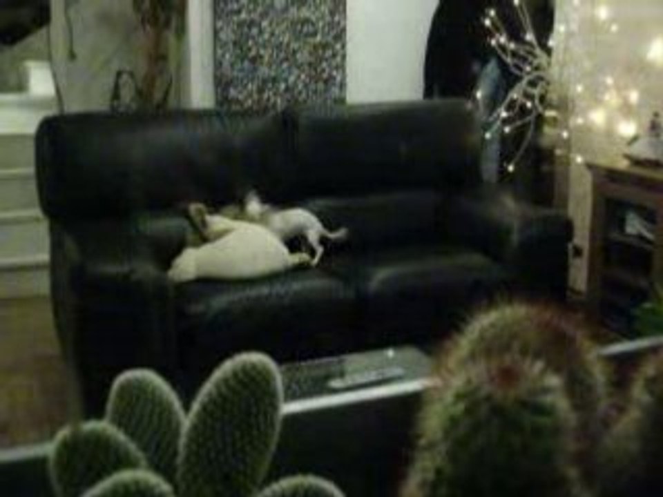 On fait dodo dans le canapé !