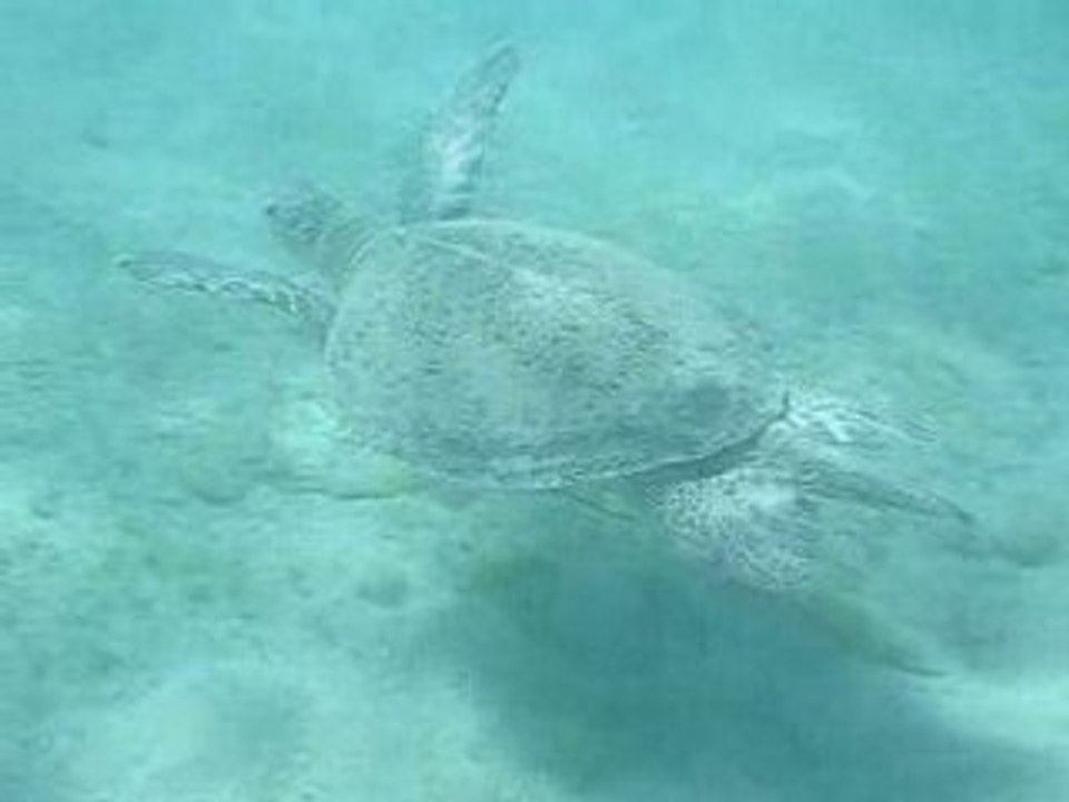 Tortues 2008 marsa alam