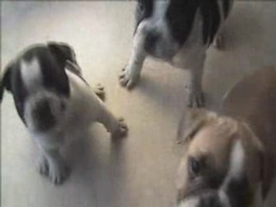 Montage-vidéo-boulis-novembre