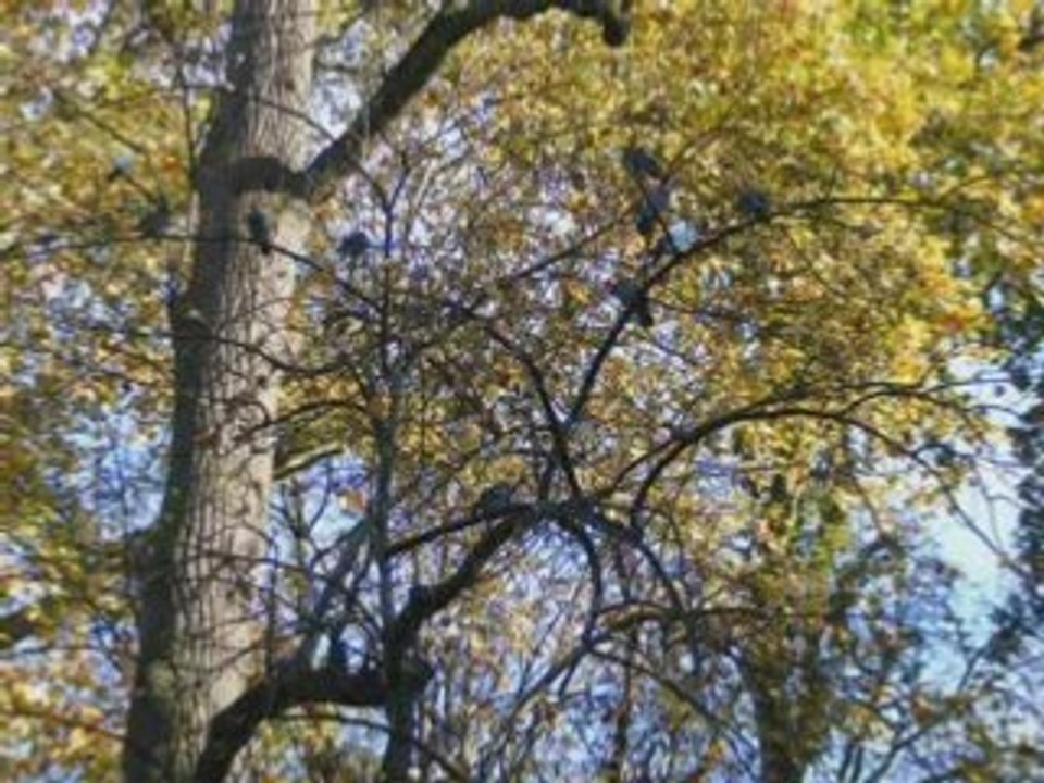 GTO FAMILY: 8.11.2008  "Parc Rochegude Albi"