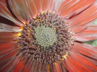 Un mélange de fleurs d'été