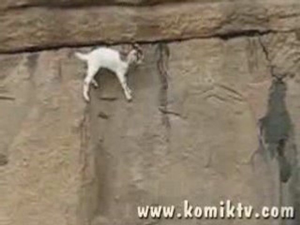 Keçi değil kedi