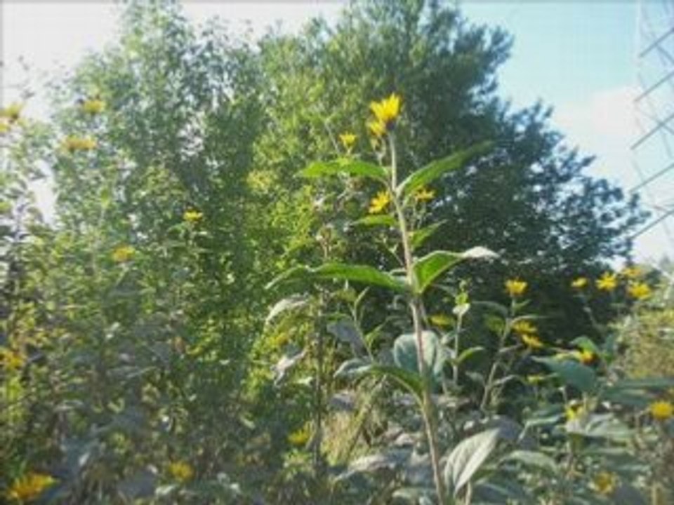 Piekne lato i jesień