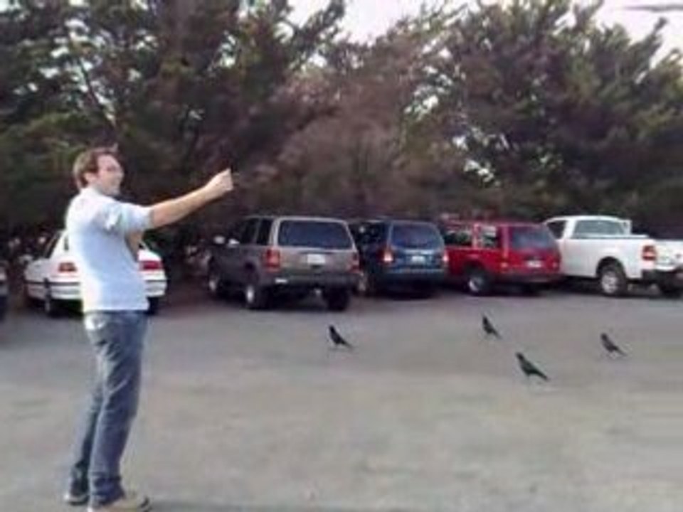 Attaque de corbeaux a Hearst Castle