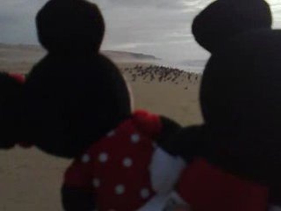 Dunes de Guadalupe (Santa Maria)