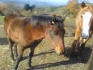 Smiley encore avec d'autres.