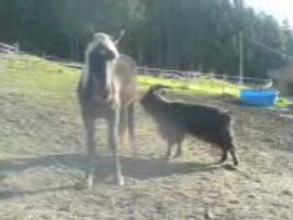 Sam et le bouq