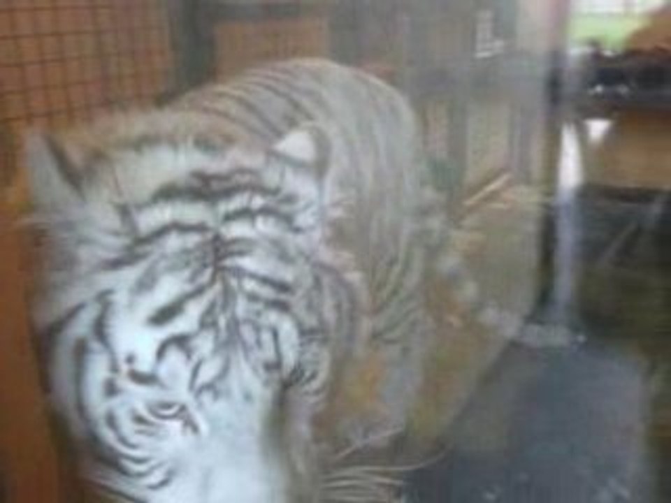 tigre blanc