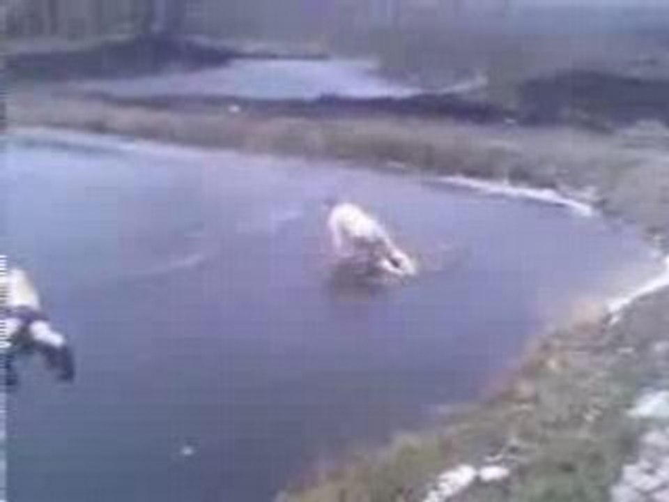 Plongeon_dans_un_lac