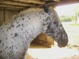 Juments appaloosa