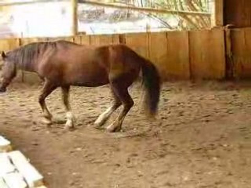 Choco qui se roule